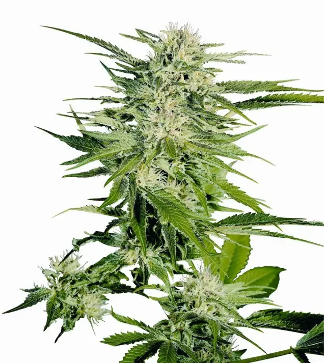 Big Bud SALE