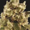 Mr. Gorilla Cream SALE