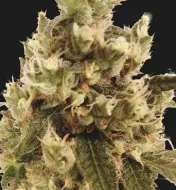 Mr. Gorilla Cream SALE