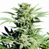 Shiva Skunk SALE