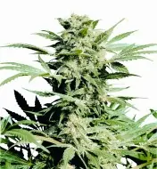 Shiva Skunk SALE