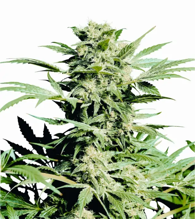Shiva Skunk SALE