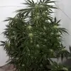 Early Skunk X Haze&nbsp;Regular SALE