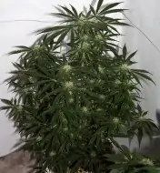 Early Skunk X Haze&nbsp;Regular SALE