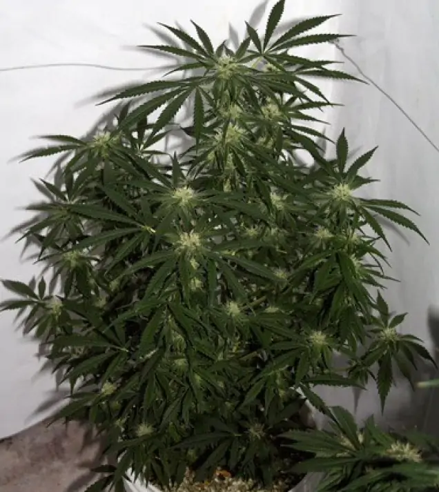 Early Skunk X Haze&nbsp;Regular SALE