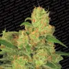 Auto Acid SALE