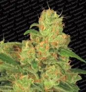 Auto Acid SALE