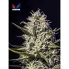 One Love Haze SALE