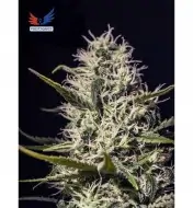 One Love Haze SALE