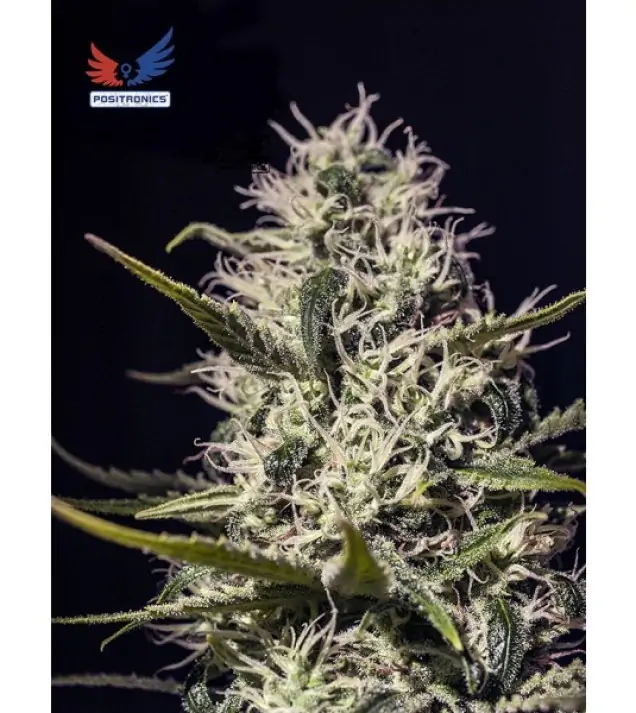 One Love Haze SALE