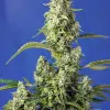 Gorilla Girl XL Auto SALE