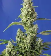 Gorilla Girl XL Auto SALE