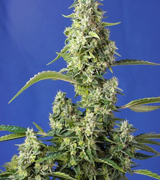 Gorilla Girl XL Auto SALE