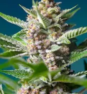 Purple Punch OG SALE