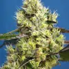 Sweet Gelato Auto SALE