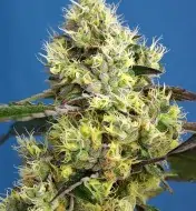 Sweet Gelato Auto SALE