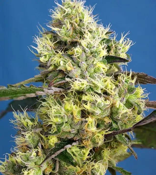 Sweet Gelato Auto SALE