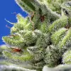 Sweet Gelato Auto SALE