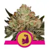 HulkBerry SALE