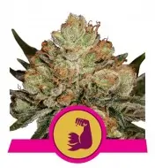 HulkBerry SALE