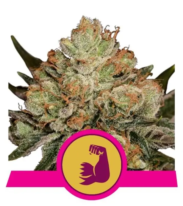 HulkBerry SALE