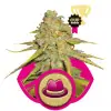 Og Kush SALE