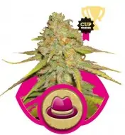 Og Kush SALE