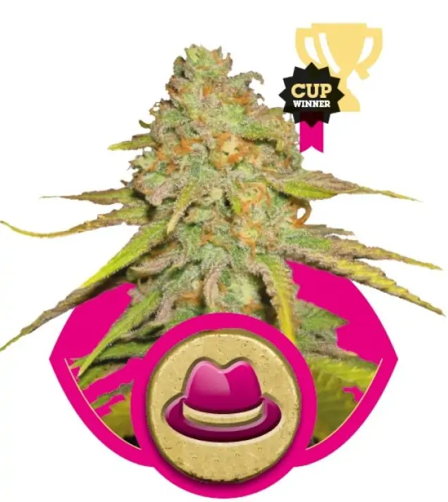 Og Kush SALE