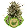 Amnesia Haze Automatic SALE