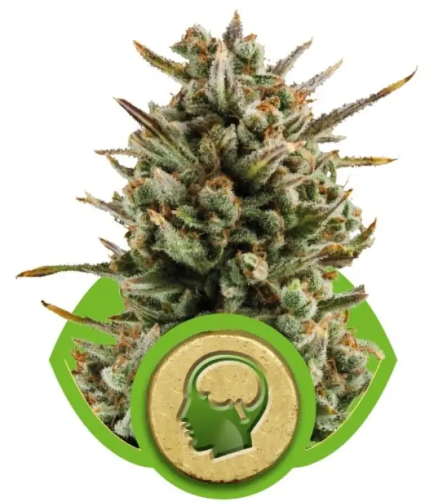 Amnesia Haze Automatic SALE