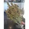 Amnesia Haze Automatic SALE