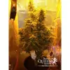Amnesia Haze Automatic SALE