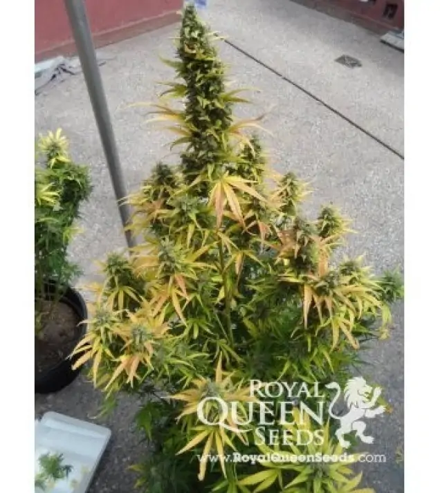 Amnesia Haze Automatic SALE