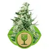 Royal Critical Automatic SALE