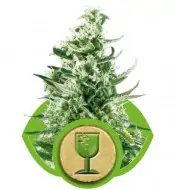 Royal Critical Automatic SALE