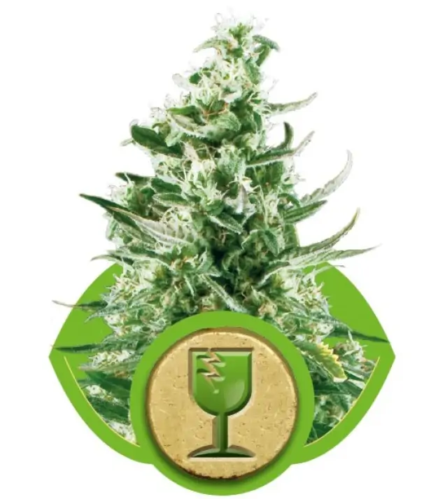 Royal Critical Automatic SALE