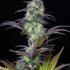 Original Blueberry Auto
