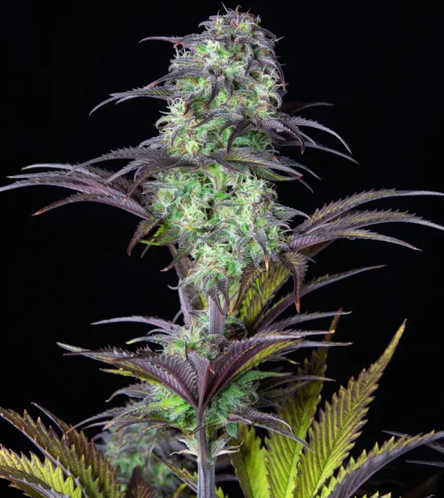 Original Blueberry Auto