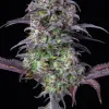 Original Blueberry Auto