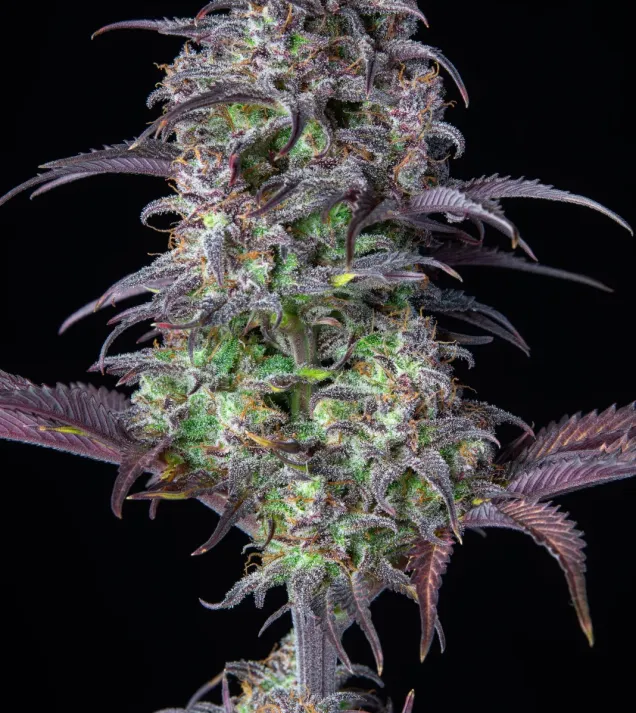 Original Blueberry Auto