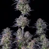 Original Blueberry Auto