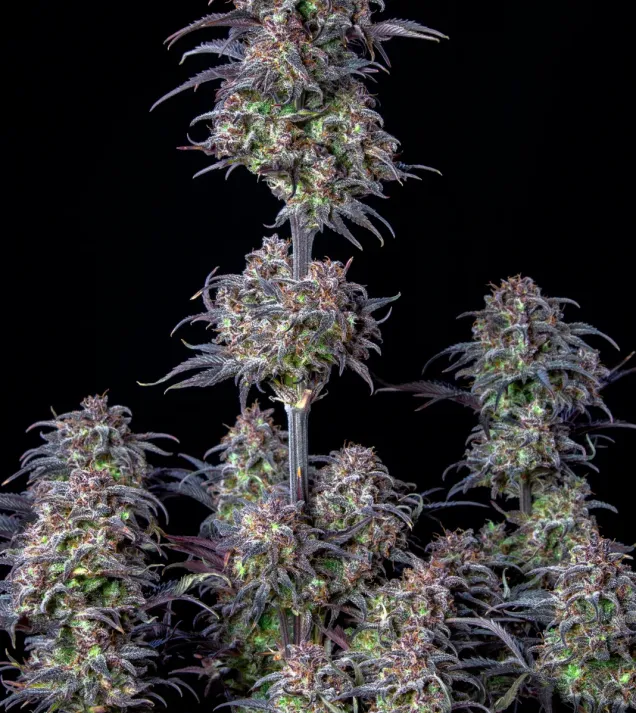 Original Blueberry Auto