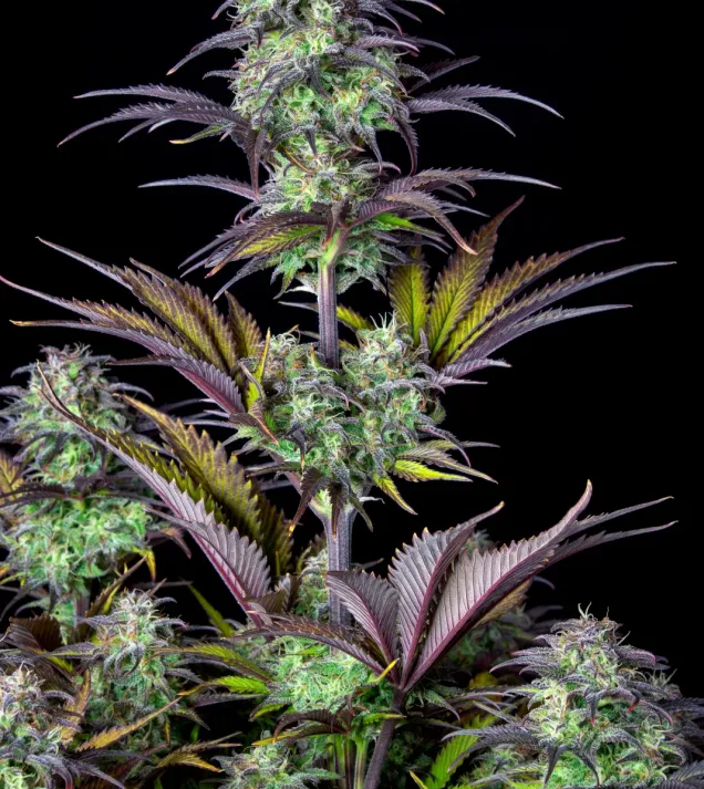 Original Blueberry Auto