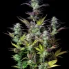 Original Blueberry Auto