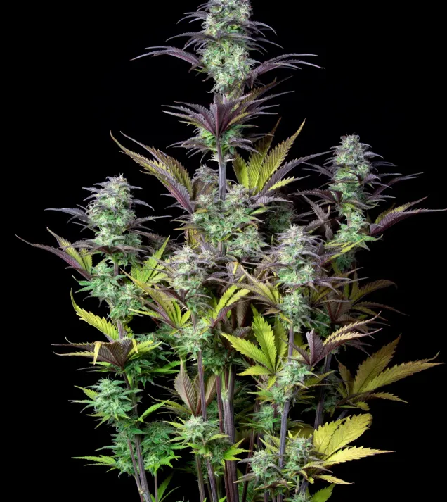 Original Blueberry Auto