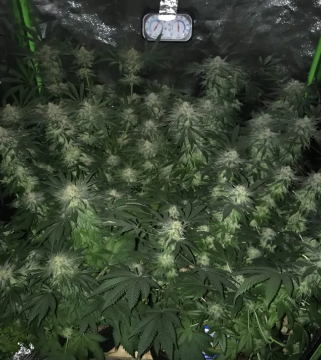 Girl Scout Kush WYPRZEDAŻ