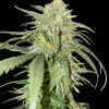 Girl Scout Kush WYPRZEDAŻ