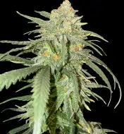 Girl Scout Kush SALE
