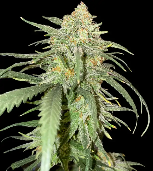 Girl Scout Kush WYPRZEDAŻ