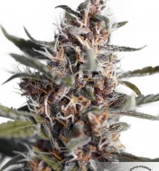 Auto Blackberry Kush